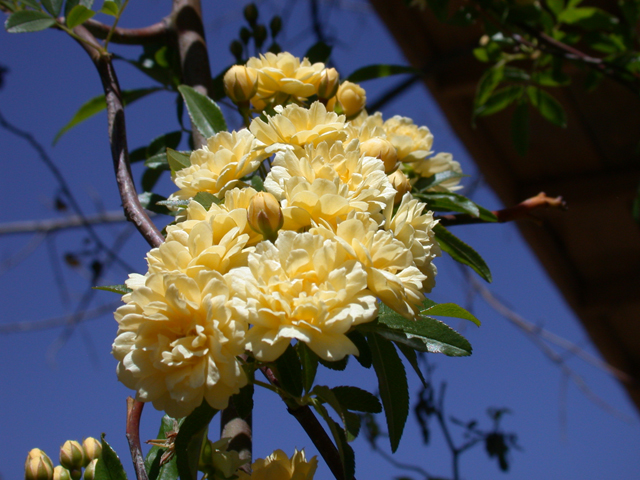 Yellow Flowers -- Blue Sky