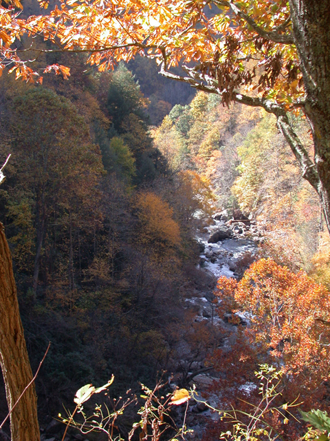 Canyon in Autumn