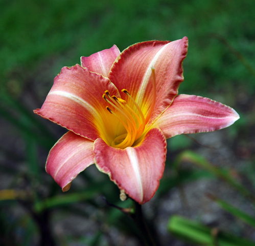Pink and Yellow Day Lilly