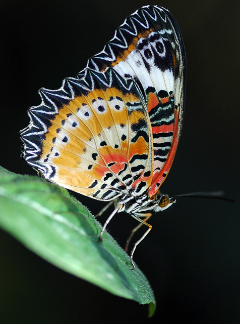 Malaysian Lacewing Butterfly