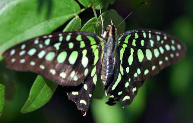 Emerald Longwing Butterfly