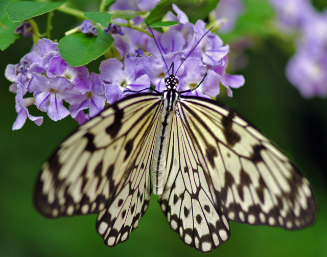 Paper Kite Purple Flowers