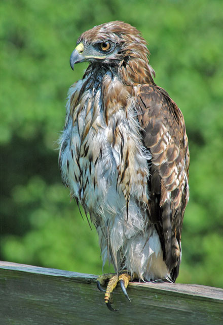 Ruffled Feathers -- an atlanta hawk
