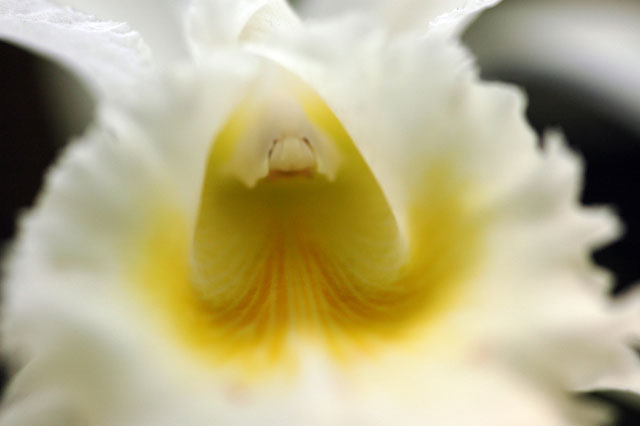 Orchid in Yellow and White