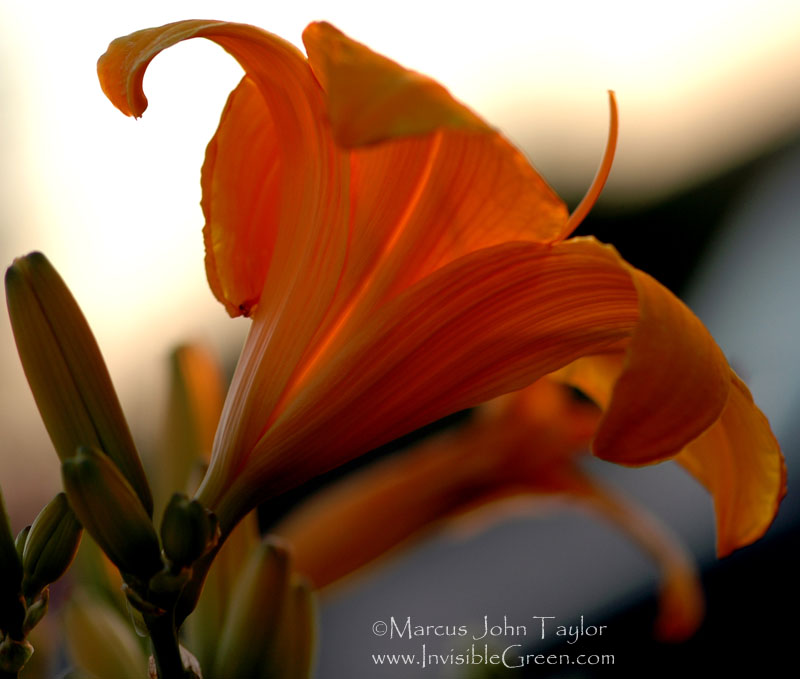 Late Day Lily