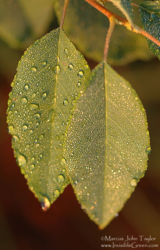 Rain drops on a pair of Leaves