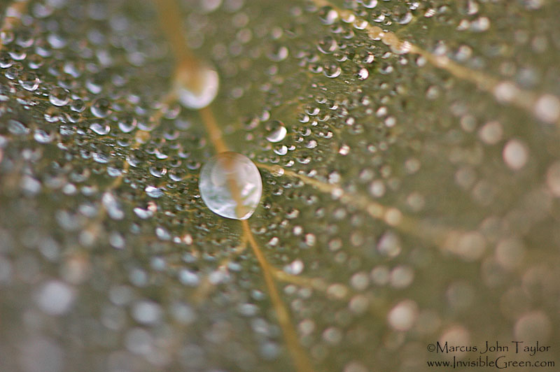 Raindrops on a Leaf