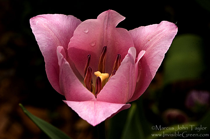 Another Pink Tulip