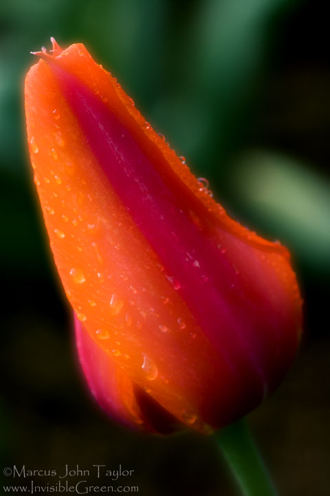 Morning Tulip