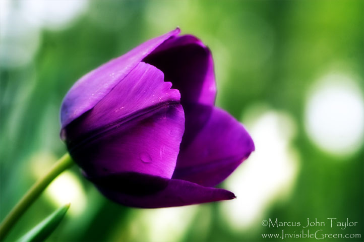 Callaway Purple Tulip
