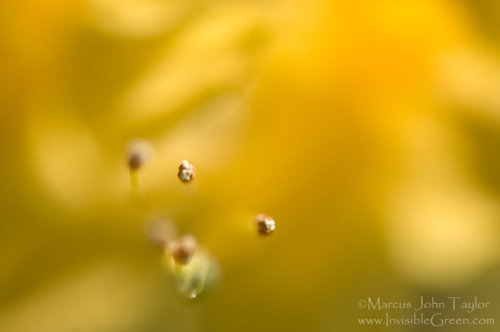 Yellow Azalea Abstract