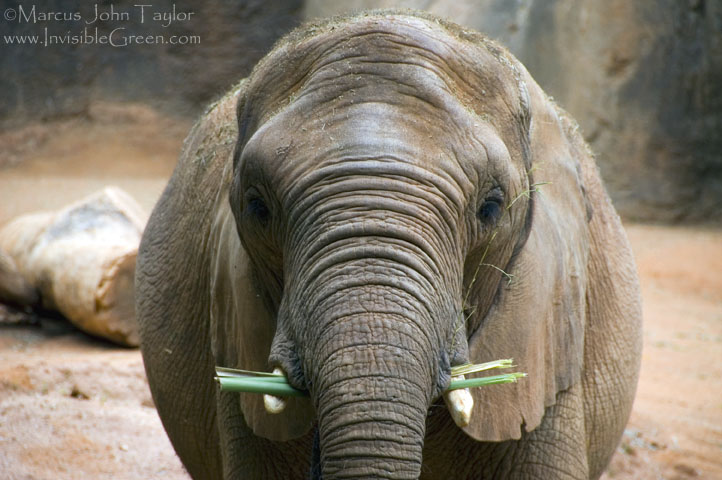 Zoo Atlanta Elephant