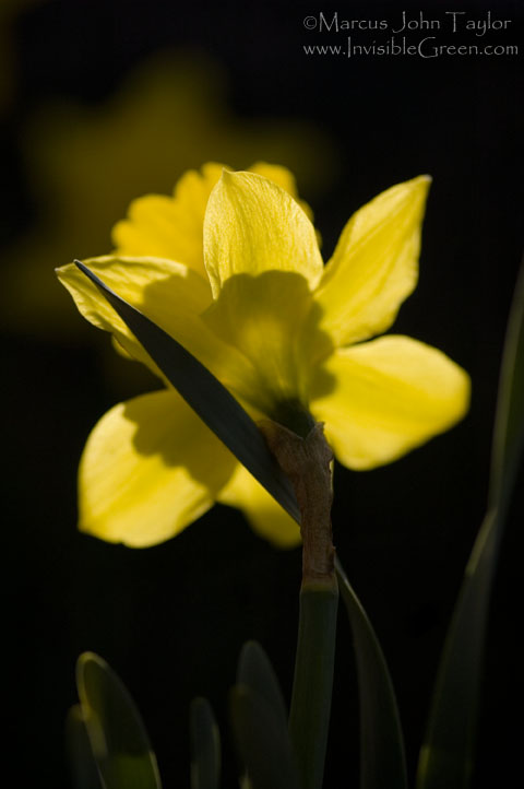 Memorial  Daffodil