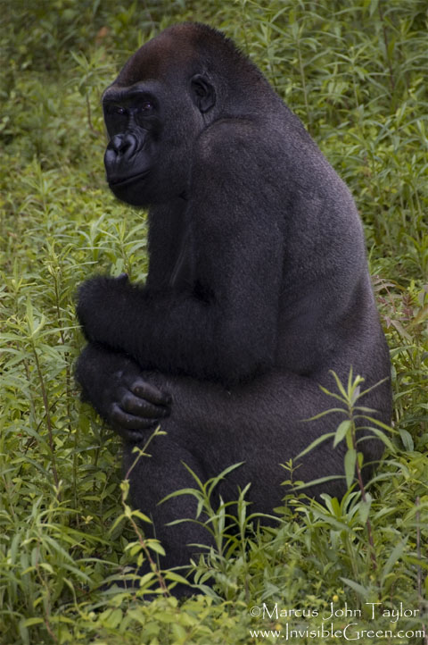 Bachelor Gorilla