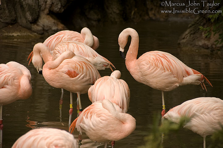 Zoo Atlanta Flamingos