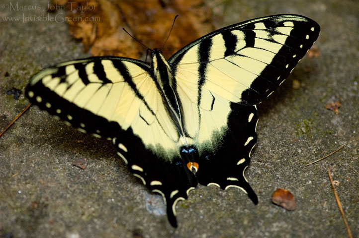 Crow Creek Butterfly
