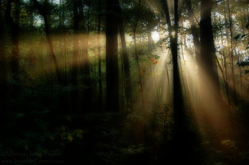 Forest Rays Orton