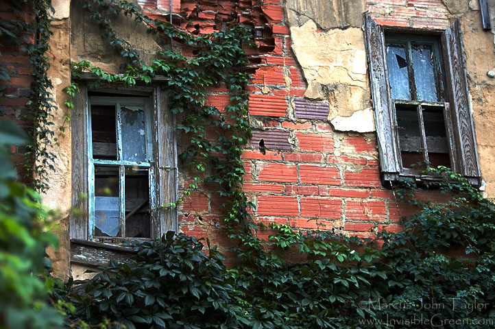 Windows and Ivy