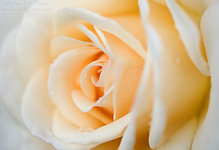 Biltmore Peach Rose