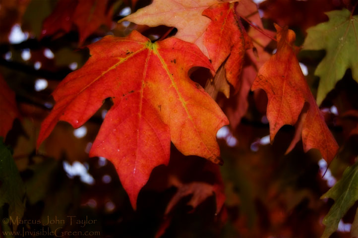 Autumn Leaves 2008 III