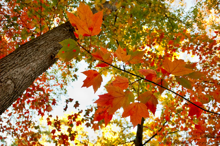 Athens in the Fall