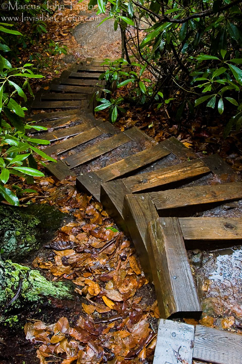 Stairs in the Woods