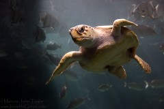 Murphy the Loggerhead Sea Turtle