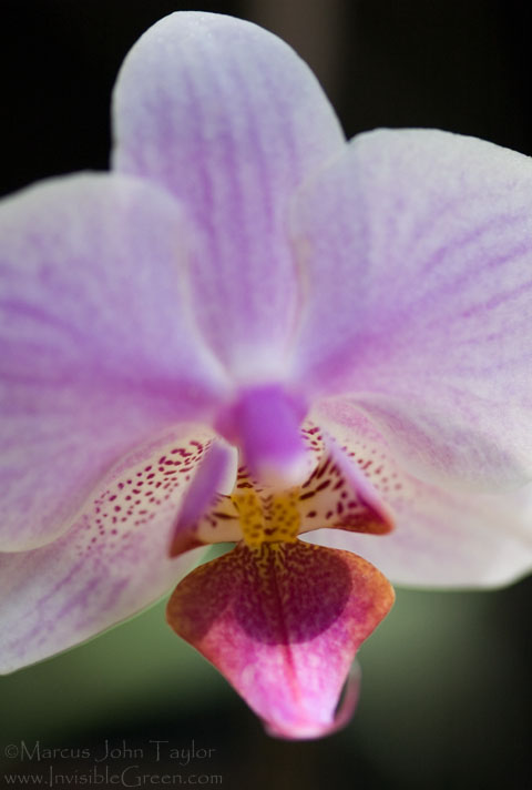 Callaway Orchid III