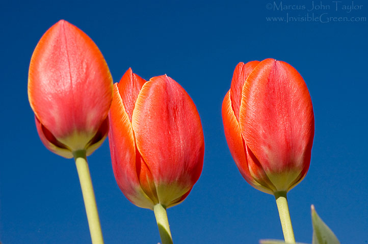 Red Tulip Triplet