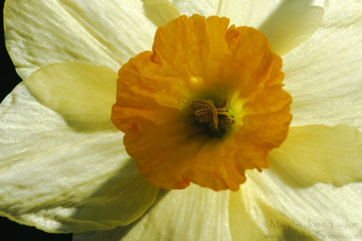 Yellow Daffodil Detail