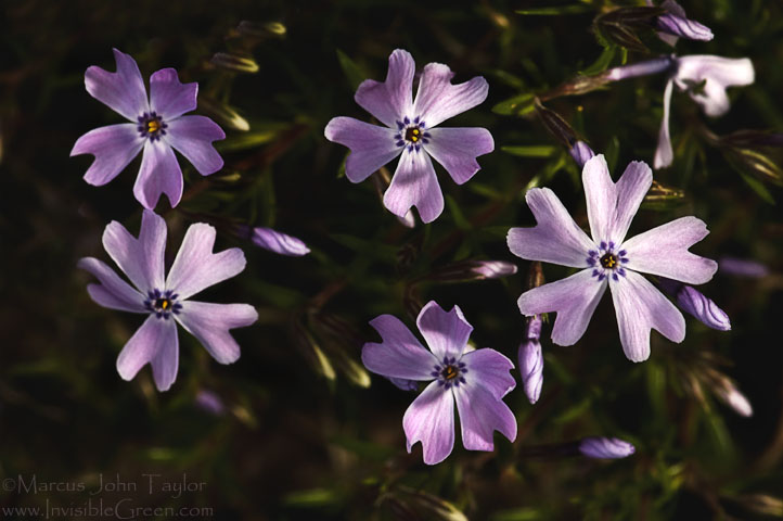 Purple Flower Formation