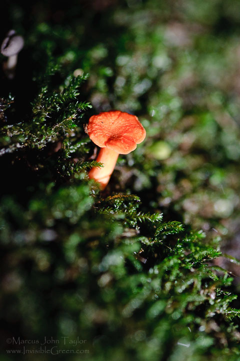 Fungus in the Moss