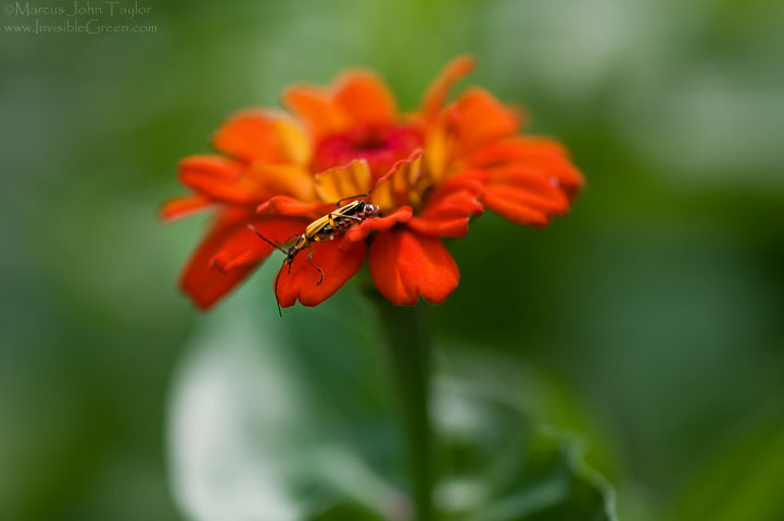 Bug on a Flower