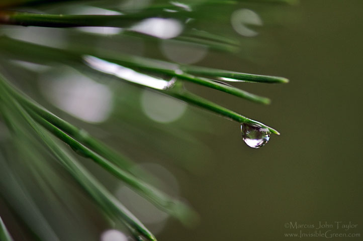 Piney Water Droplet