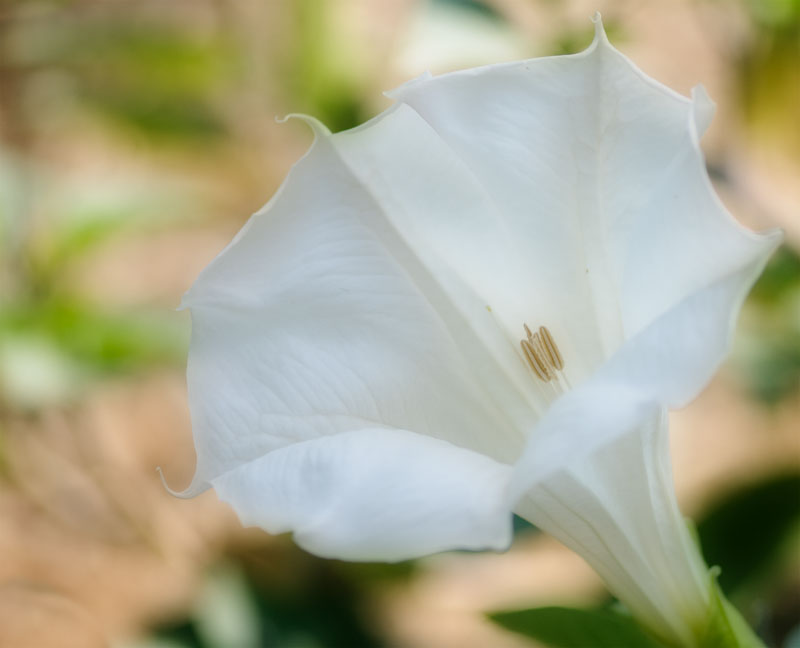 White Flower #87