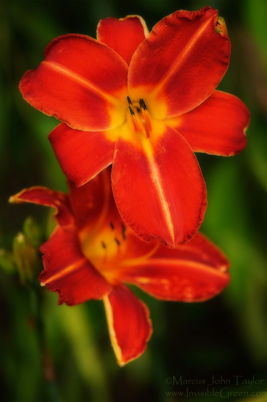 Red Day Lilies 2009