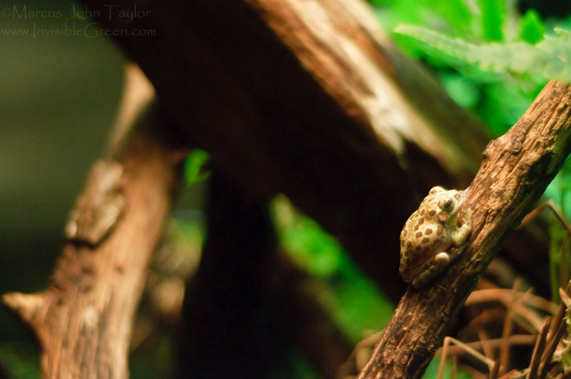 Tennessee Aquarium Tiny Frogs