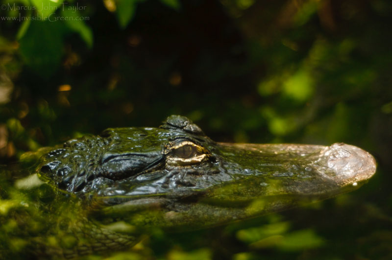 Tennessee Aquarium Alligator