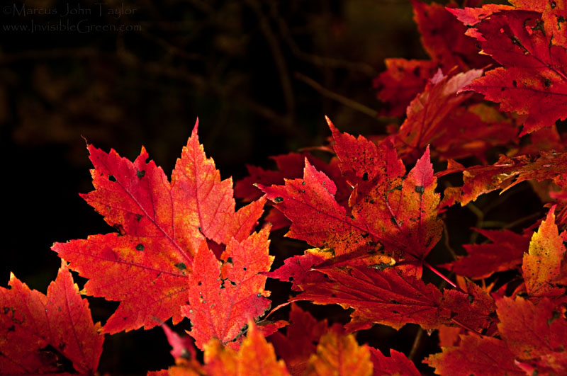 Autumn Reds MMIX