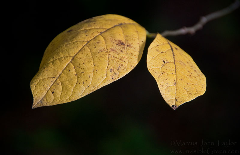 Two Yellow Leaves