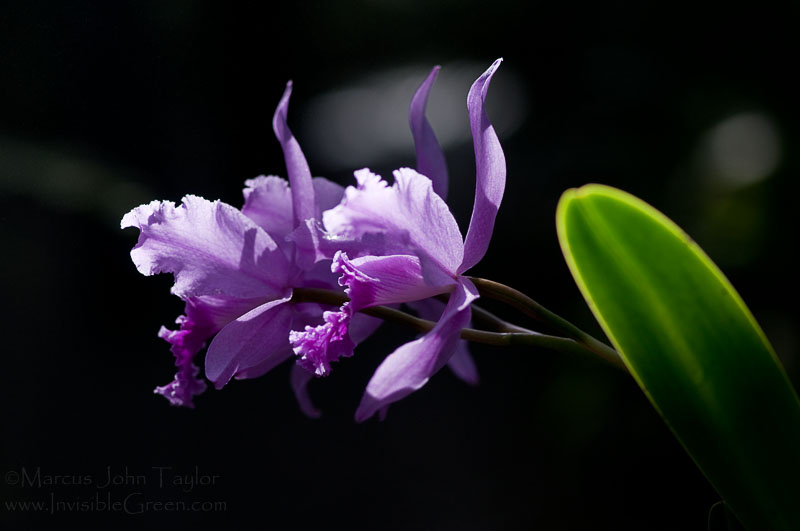 Orchids with Leaf