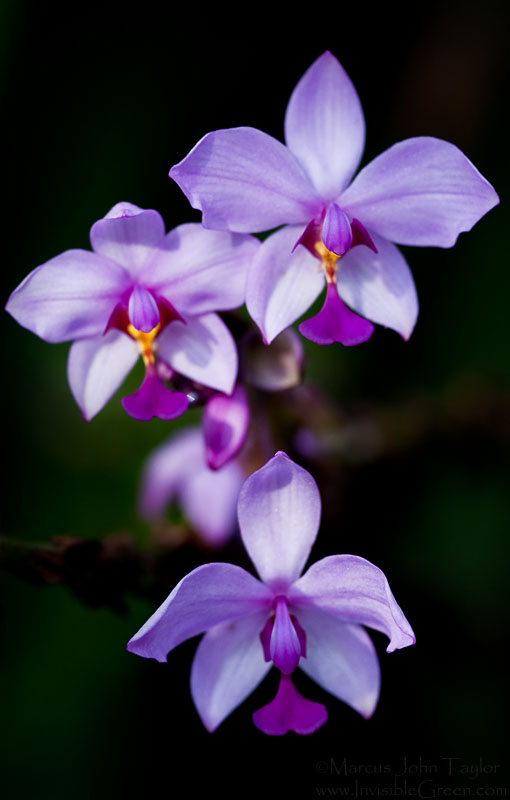 ABG Three Orchids