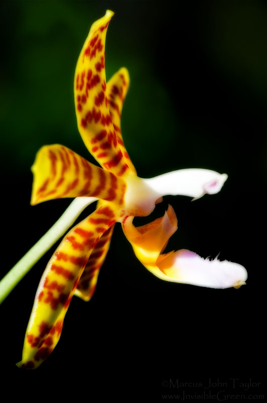 ABG Orchid III