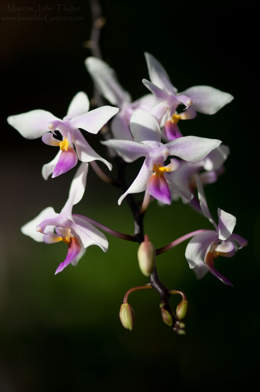 Atlanta Botanical Gardens Orchids I MMX