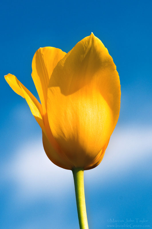Yellow Tulip, Blue Sky, and a Cloud
