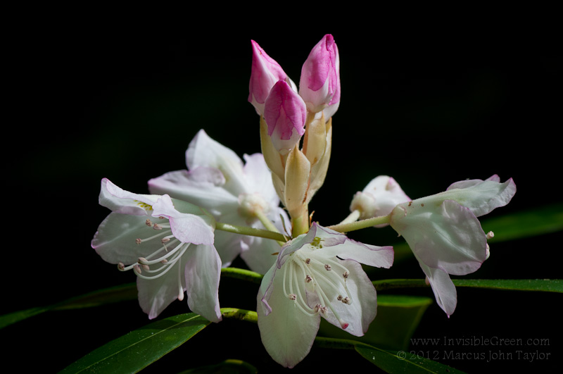 Rosebay Rhododendron GSMNP